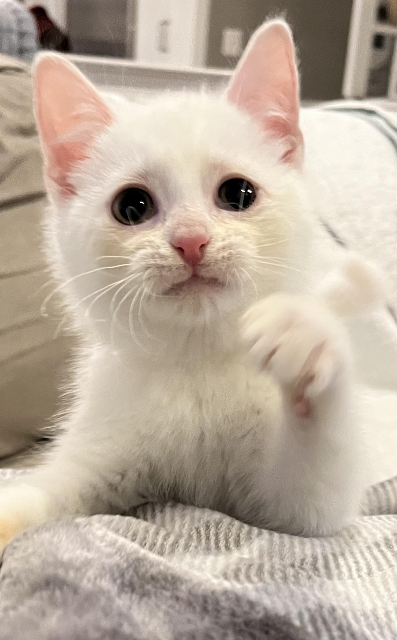 Enlarge Dalilah, a ADOPTABLE Domestic Medium Hair in Allentown, NJ image 3/3