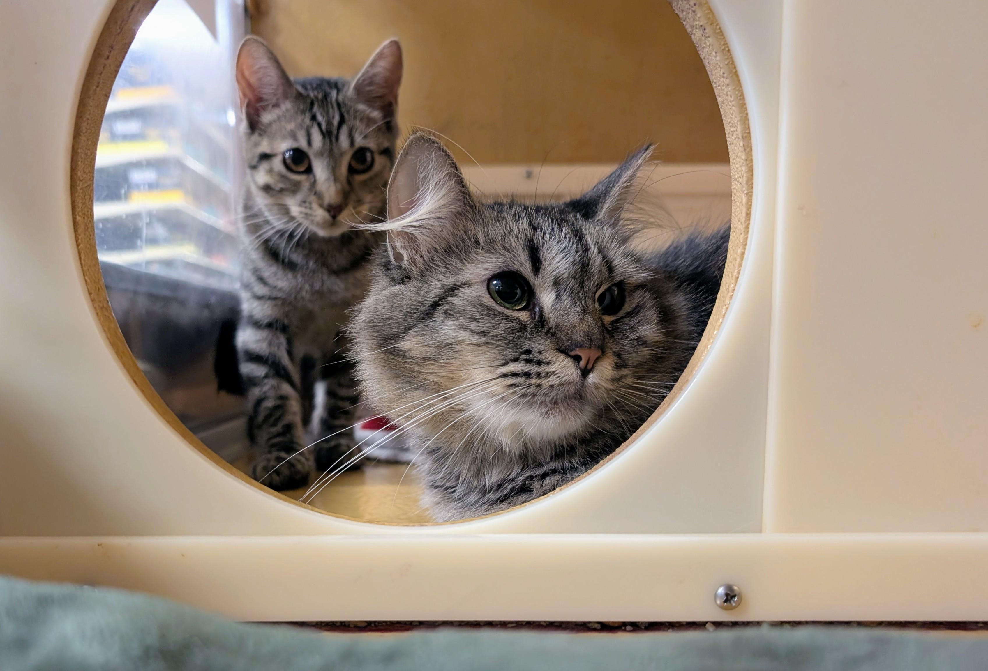 Artemis, Adoptable, Adult Female Domestic Long Hair & Maine Coon.