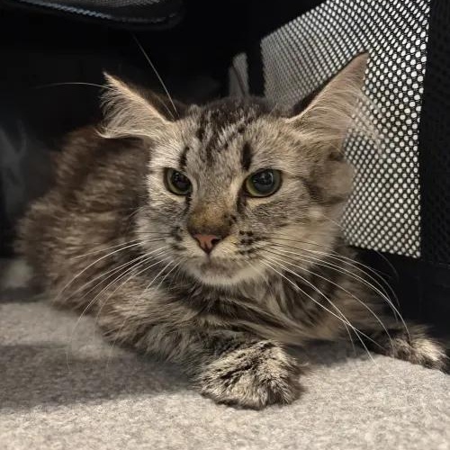 Enlarge Artemis, a Adoptable mixed breed in Staunton, VA image 6/6