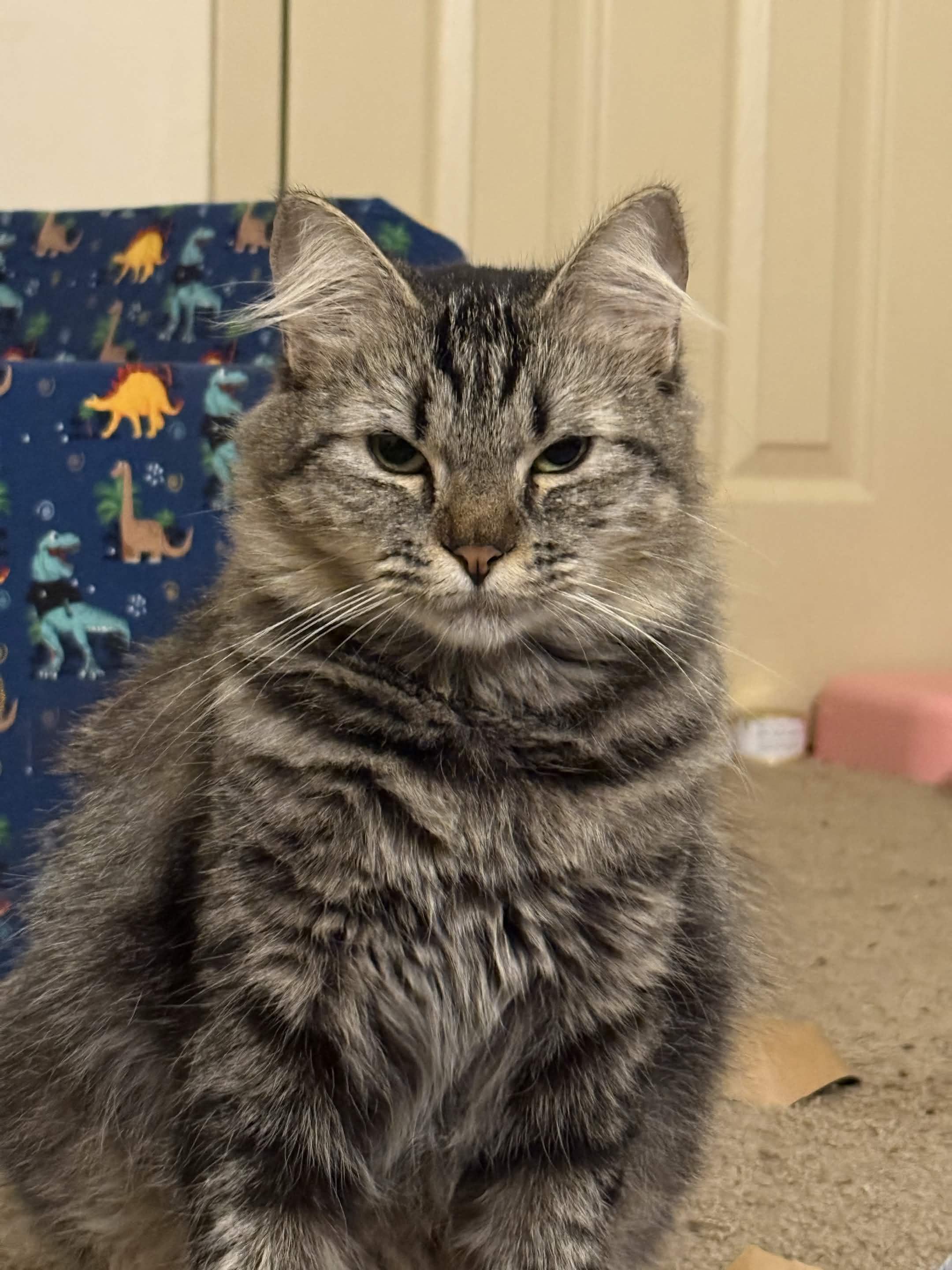 Enlarge Artemis, a Adoptable mixed breed in Staunton, VA image 2/6