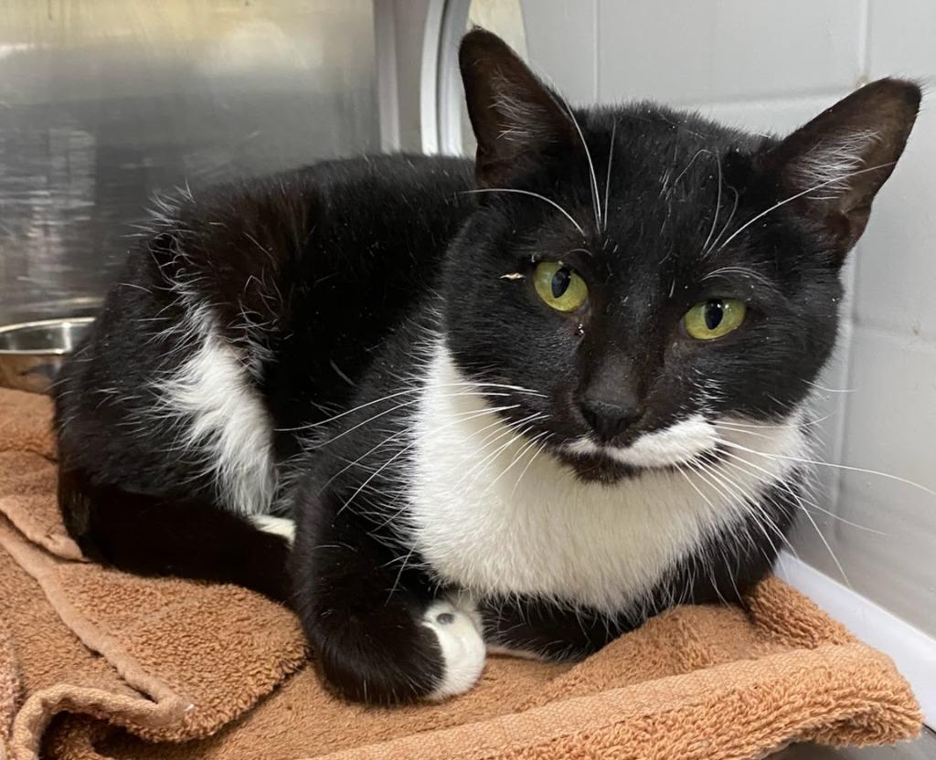 Rikki, Adopted, Young Female Domestic Short Hair.