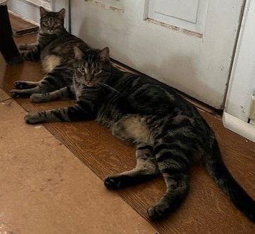 Indy and Sweetie, a Adoptable mixed breed in O'Fallon, MO image 1/3