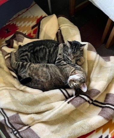 Indy and Sweetie, a Adoptable mixed breed in O'Fallon, MO image 3/3