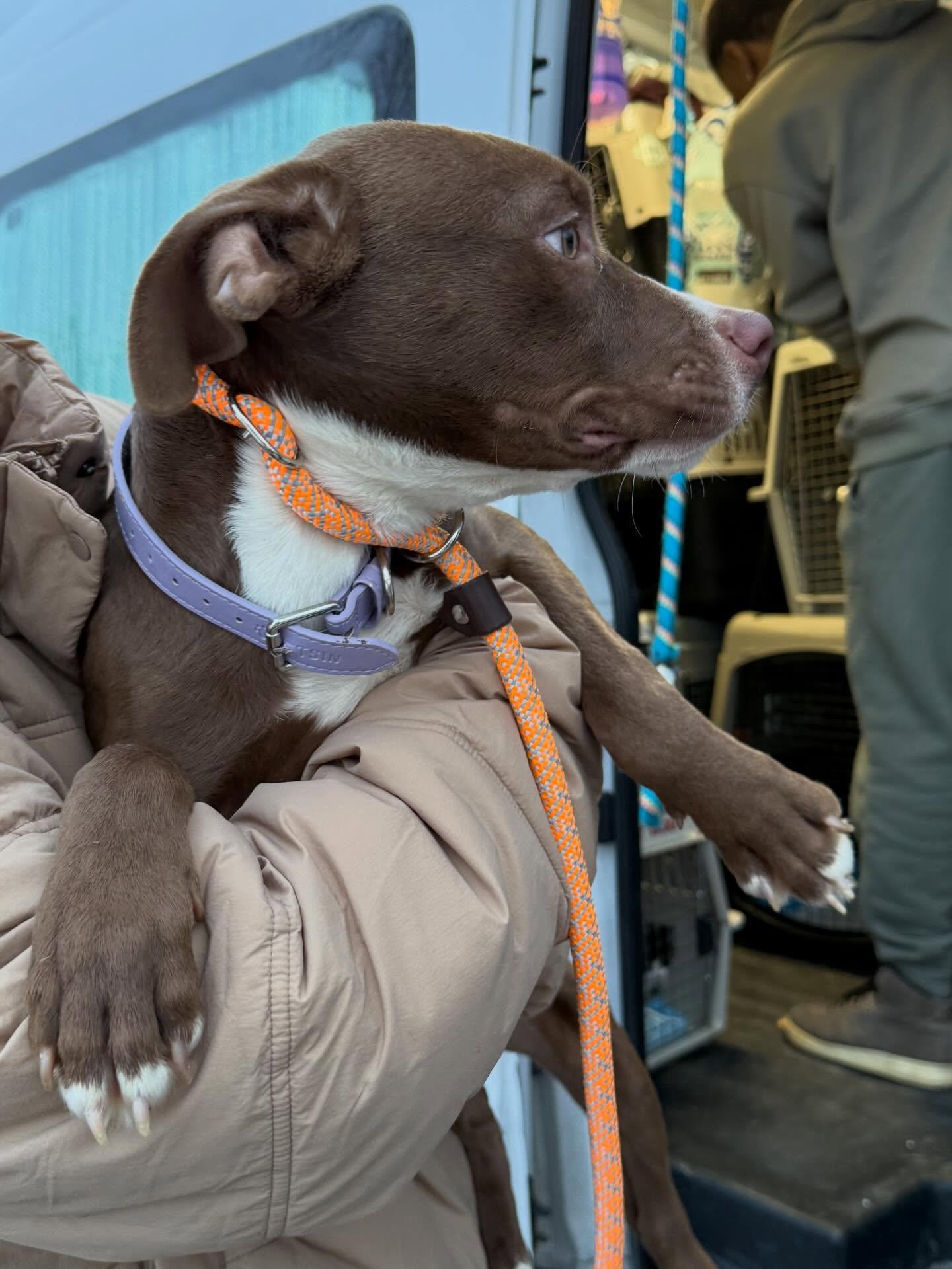 Enlarge Penny, a ADOPTABLE Mixed Breed in St. Albans, VT image 1/3