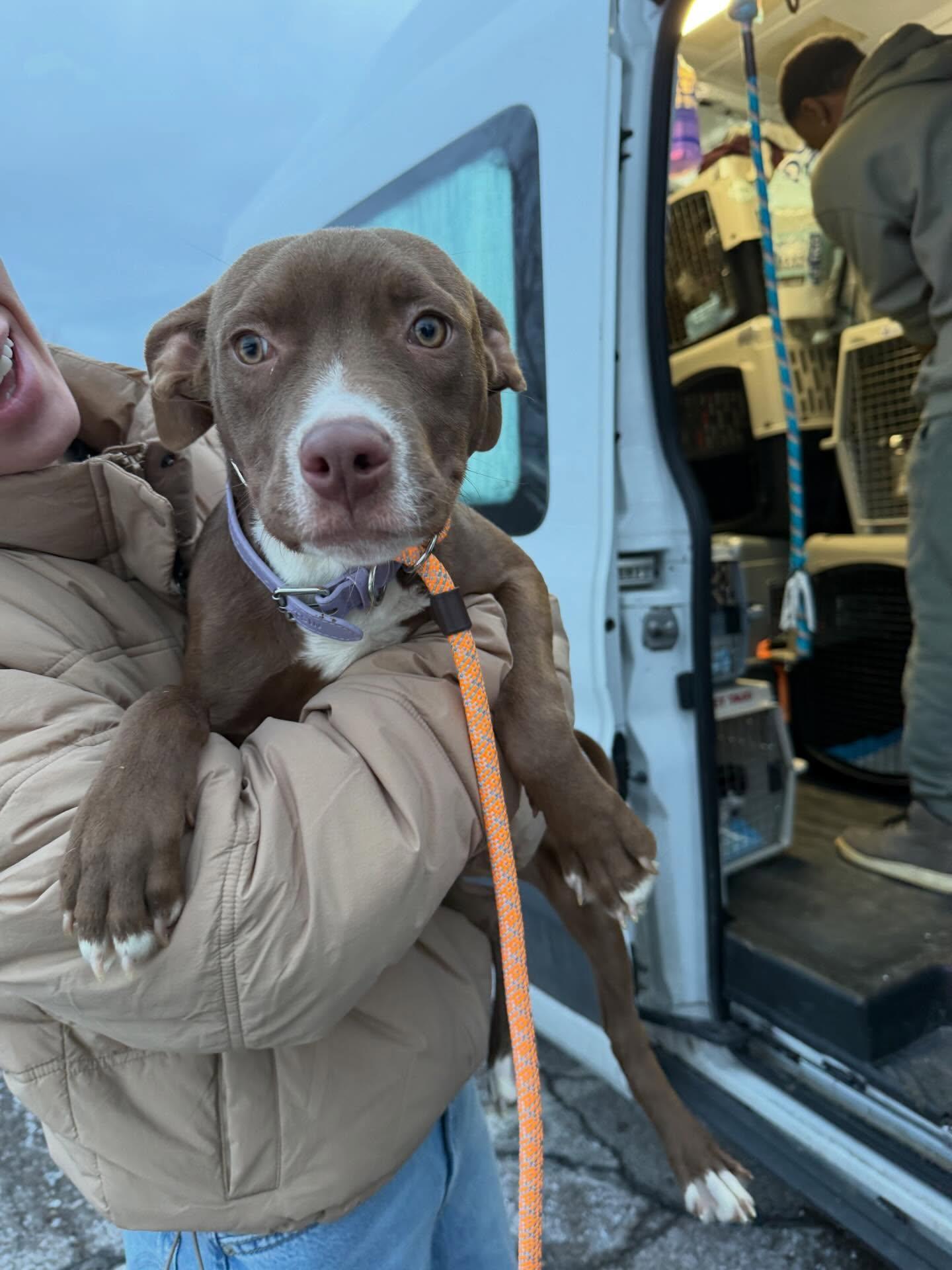 Enlarge Penny, a ADOPTABLE Mixed Breed in St. Albans, VT image 2/3
