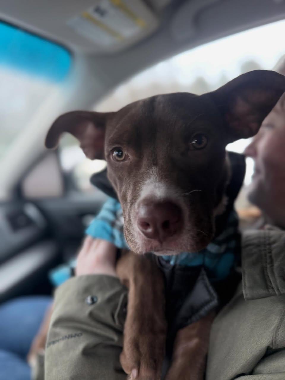 Enlarge Penny, a ADOPTABLE Mixed Breed in St. Albans, VT image 3/3