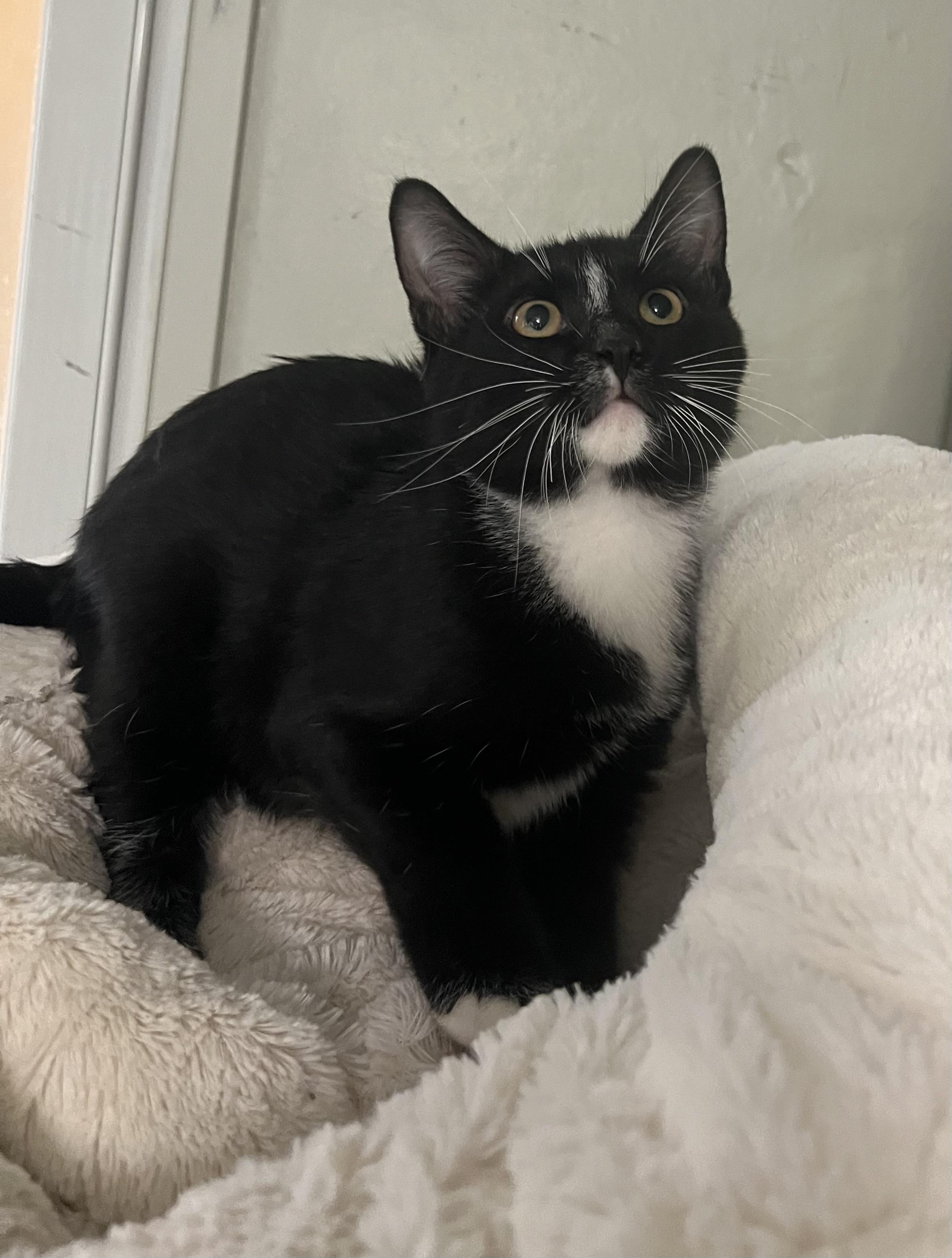 Paulie, Adoptable, Young Male Domestic Short Hair.