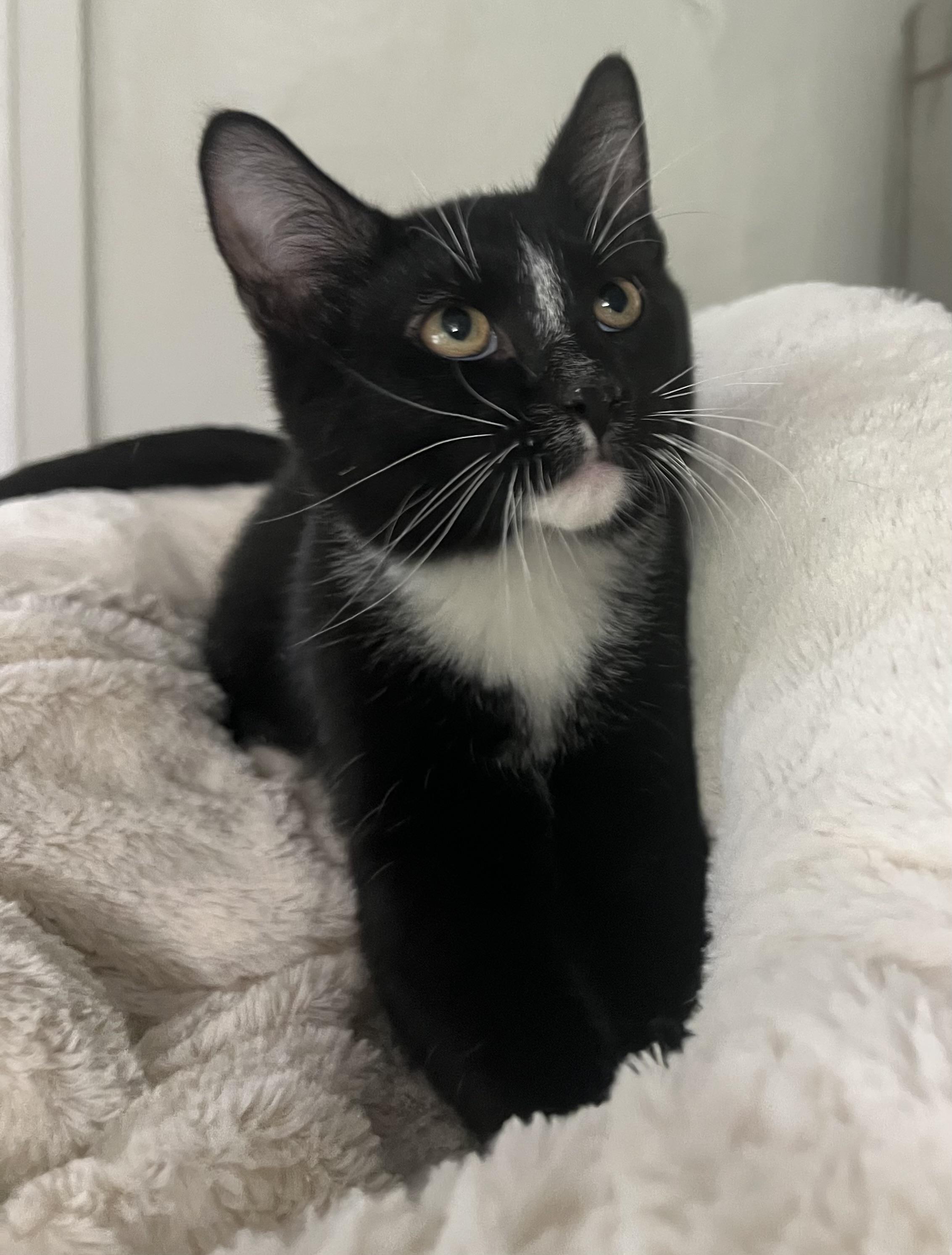 Enlarge Paulie, a Adoptable Domestic Short Hair in Lombard, IL image 2/4