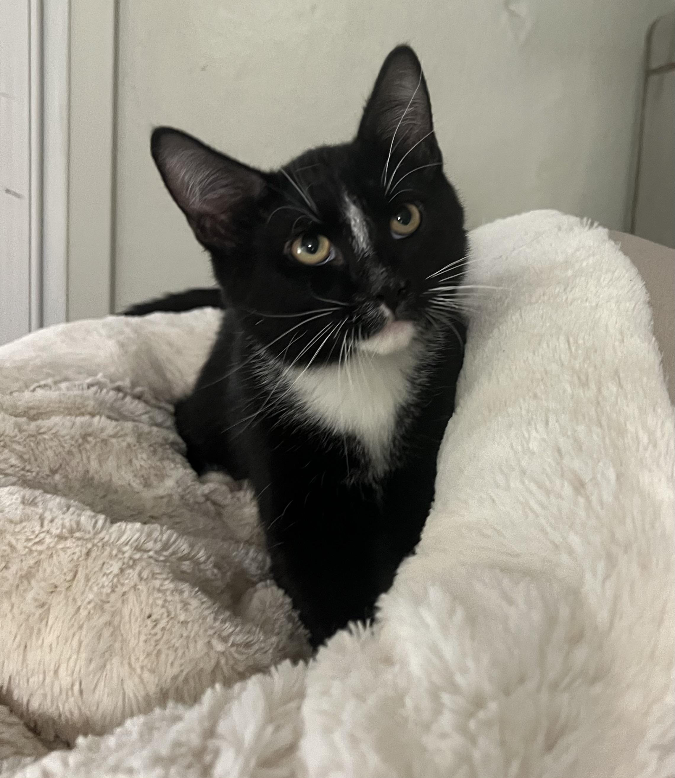 Enlarge Paulie, a Adoptable Domestic Short Hair in Lombard, IL image 3/4