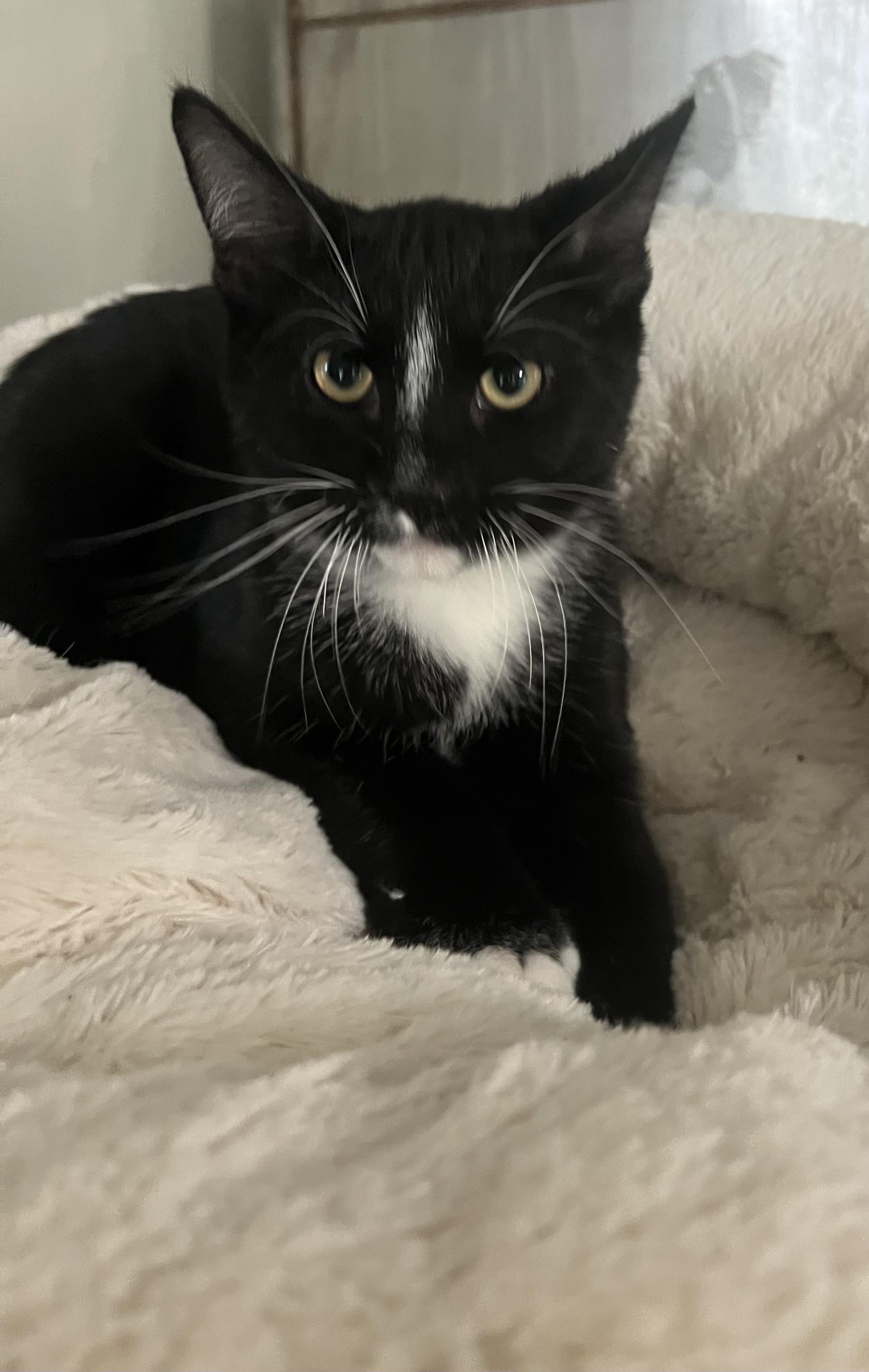 Enlarge Paulie, a Adoptable Domestic Short Hair in Lombard, IL image 4/4