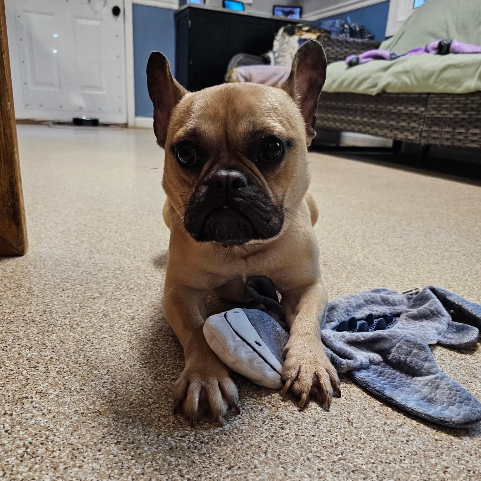 Enlarge Good, a Adoptable French Bulldog in Sunderland, MD image 2/5