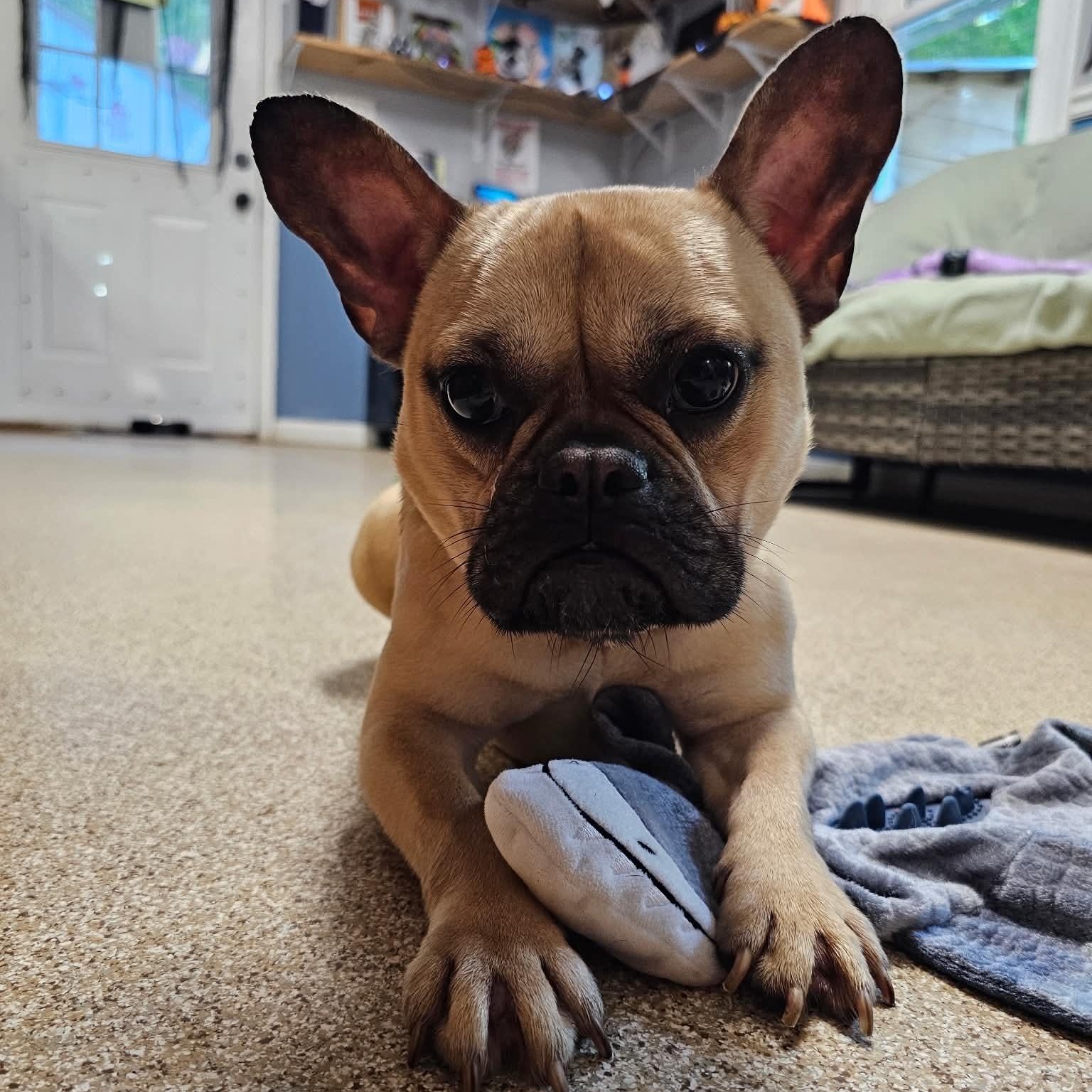 Enlarge Good, a Adoptable French Bulldog in Sunderland, MD image 3/5