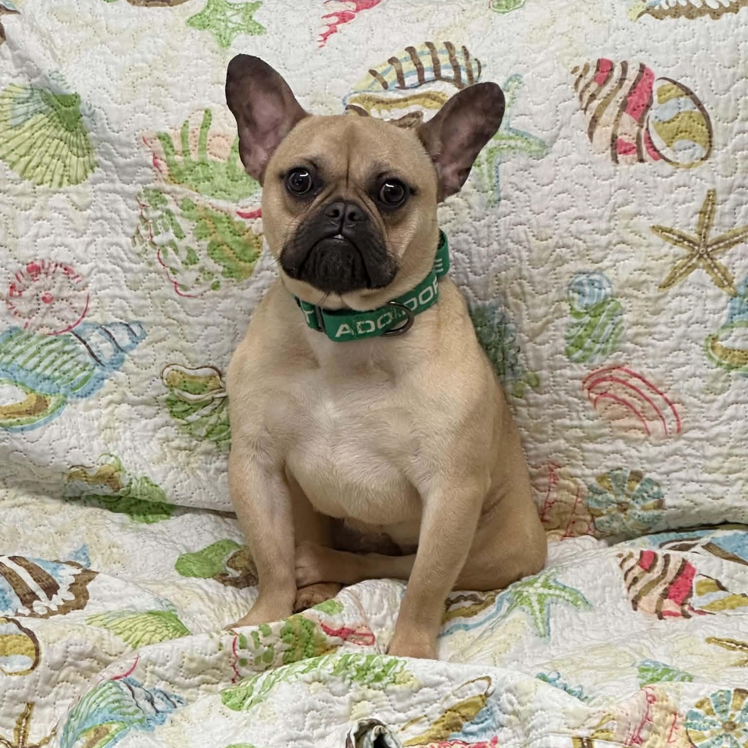 Enlarge Good, a Adoptable French Bulldog in Sunderland, MD image 5/5