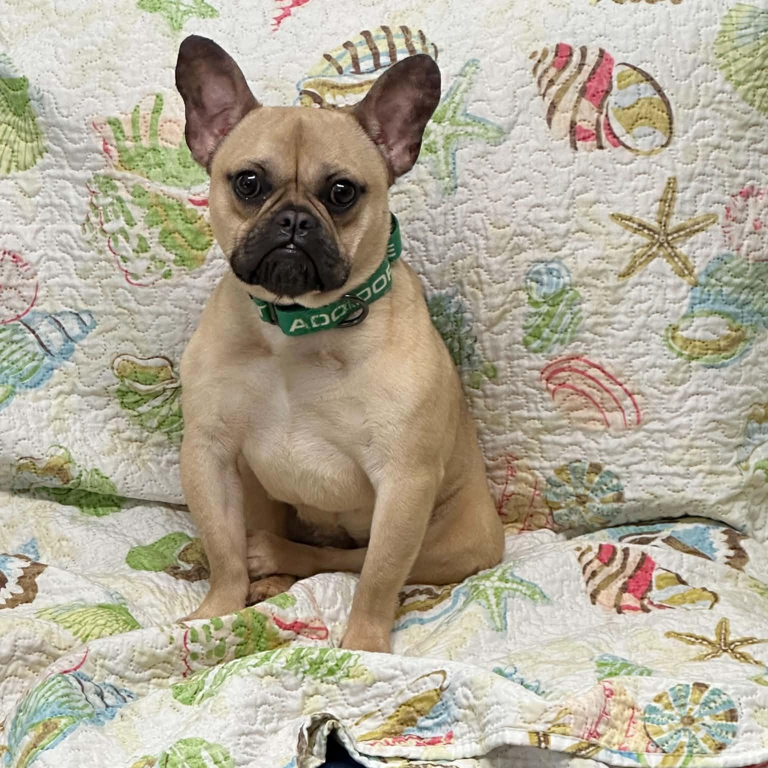 Good, Adoptable, Young Female French Bulldog.