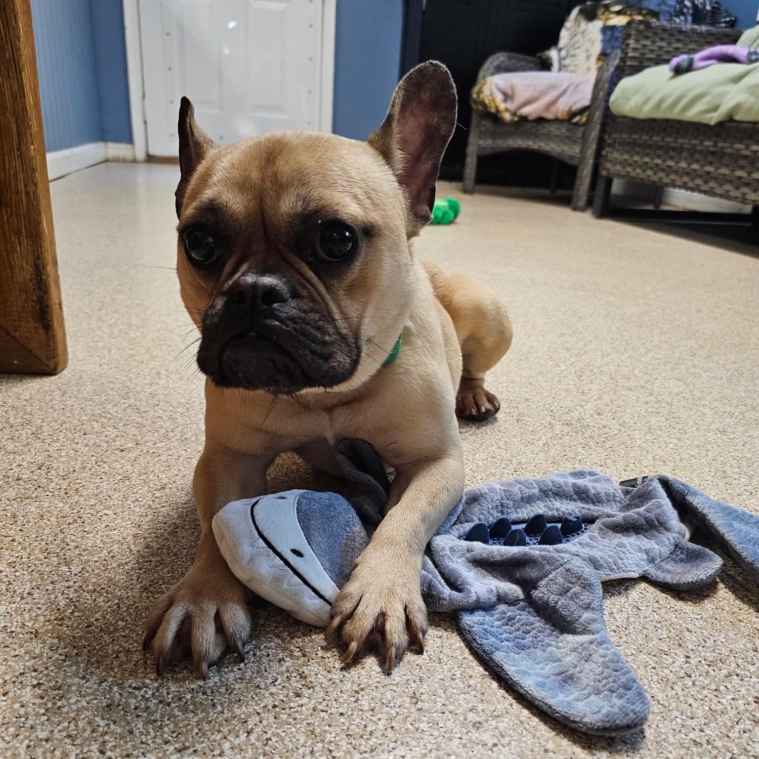 Enlarge Good, a Adoptable French Bulldog in Sunderland, MD image 4/5