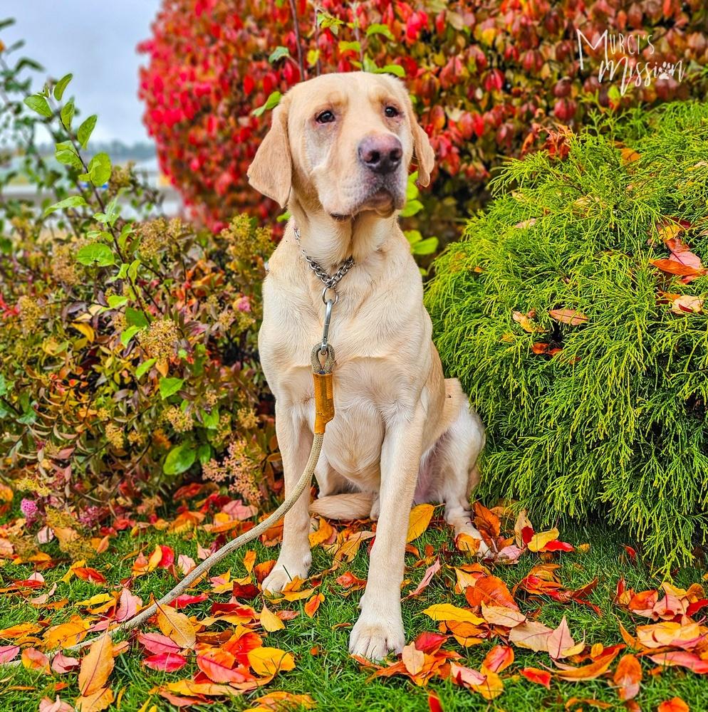 Jensen, Adoptable, Adult Male Labrador Retriever.