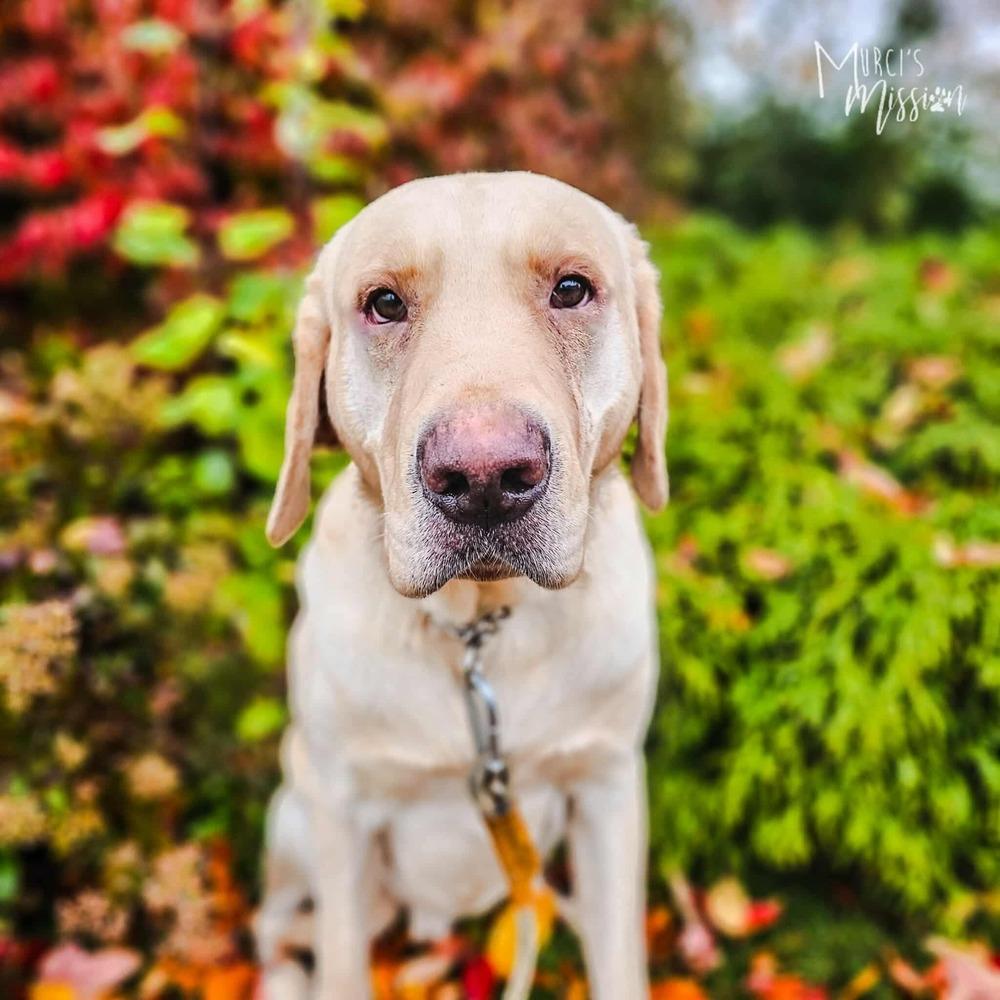Jensen, Adoptable, Adult Male Labrador Retriever.