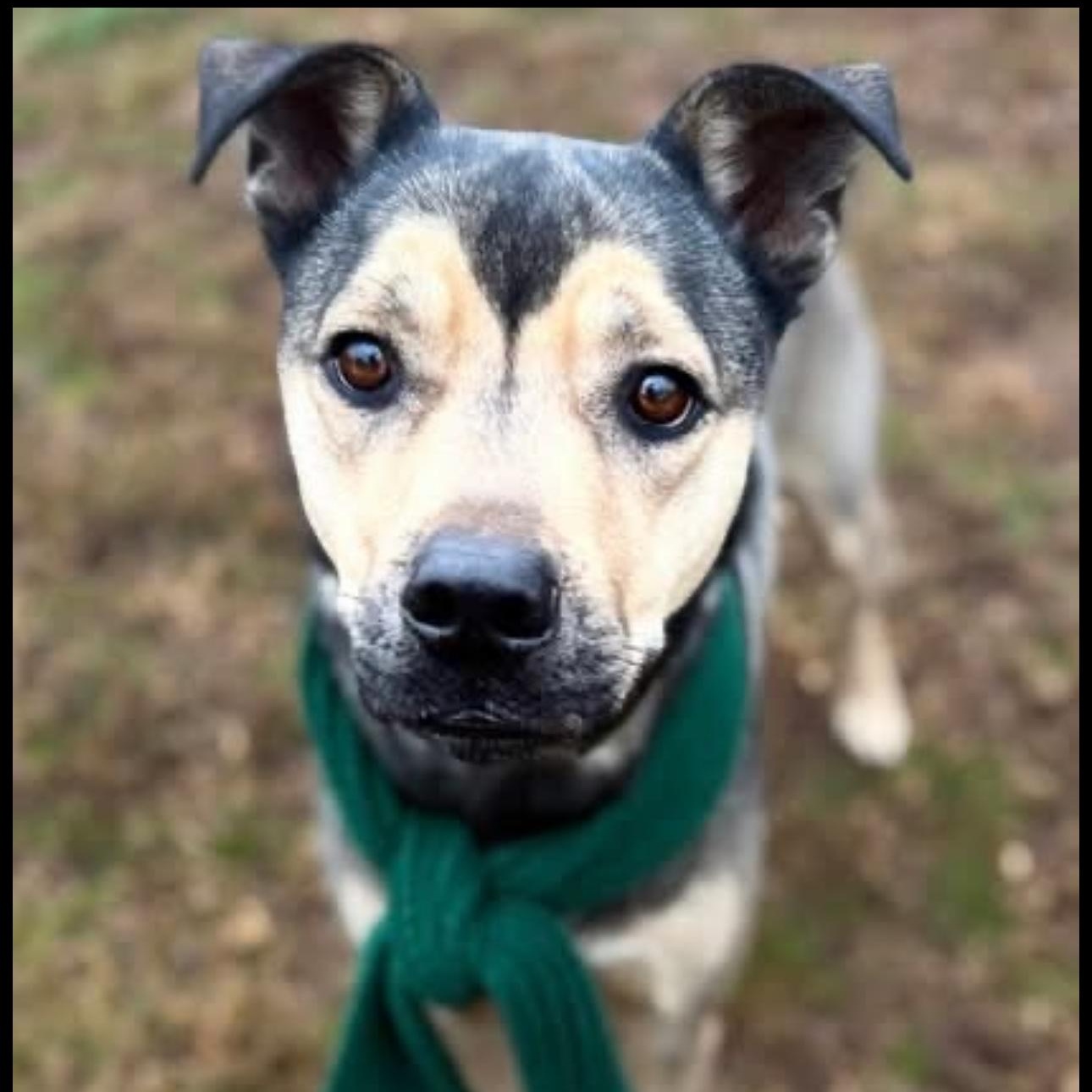 Penn, Adoptable, Adult Male German Shepherd Dog & Pit Bull Terrier.