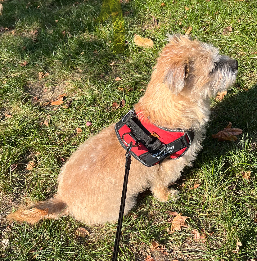 Dog for adoption Danny Boy, a Border Terrier Mix in Queenstown, MD