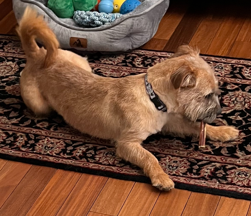 Dog for adoption Danny Boy, a Border Terrier Mix in Queenstown, MD