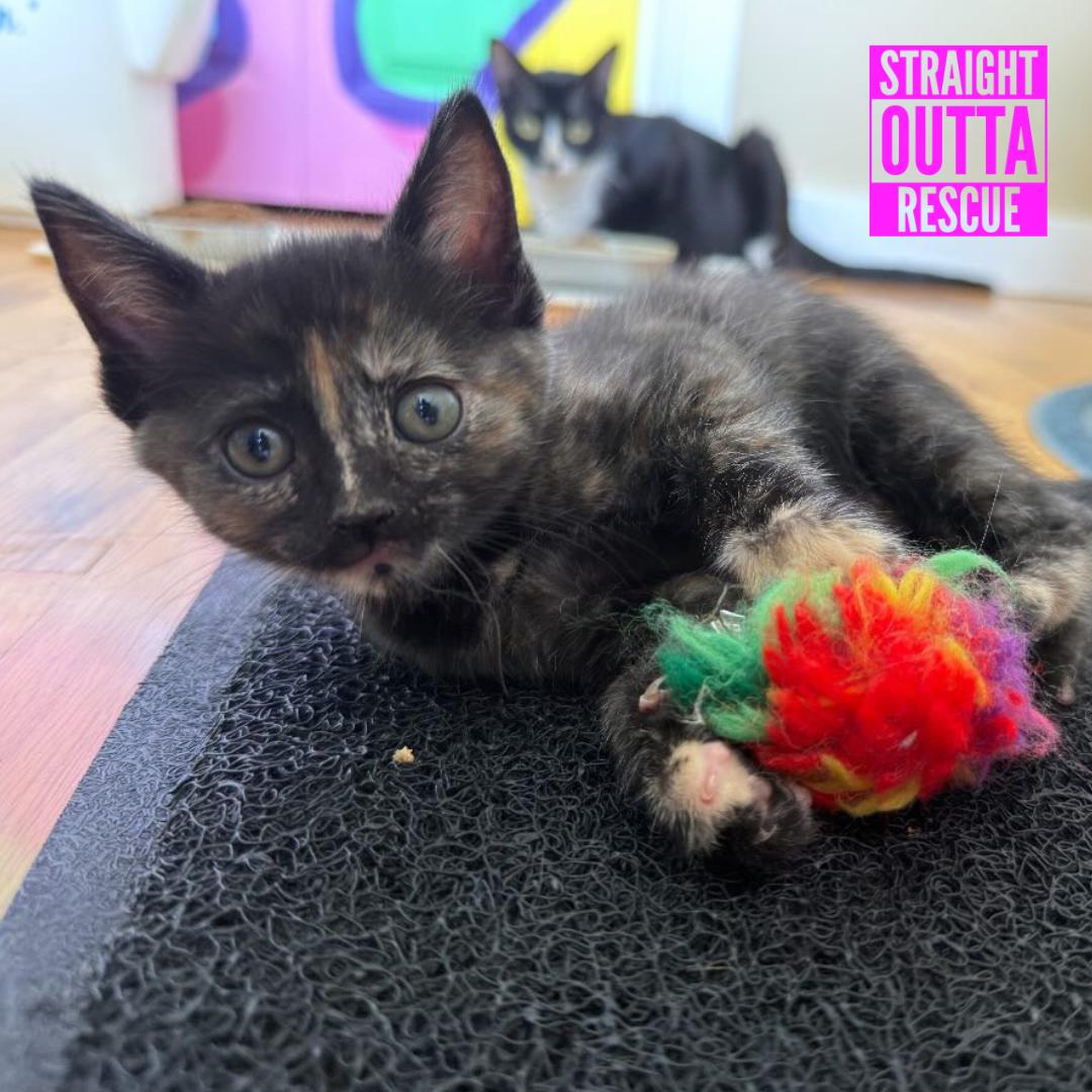 Violet, ADOPTABLE, Kitten Female Domestic Short Hair.