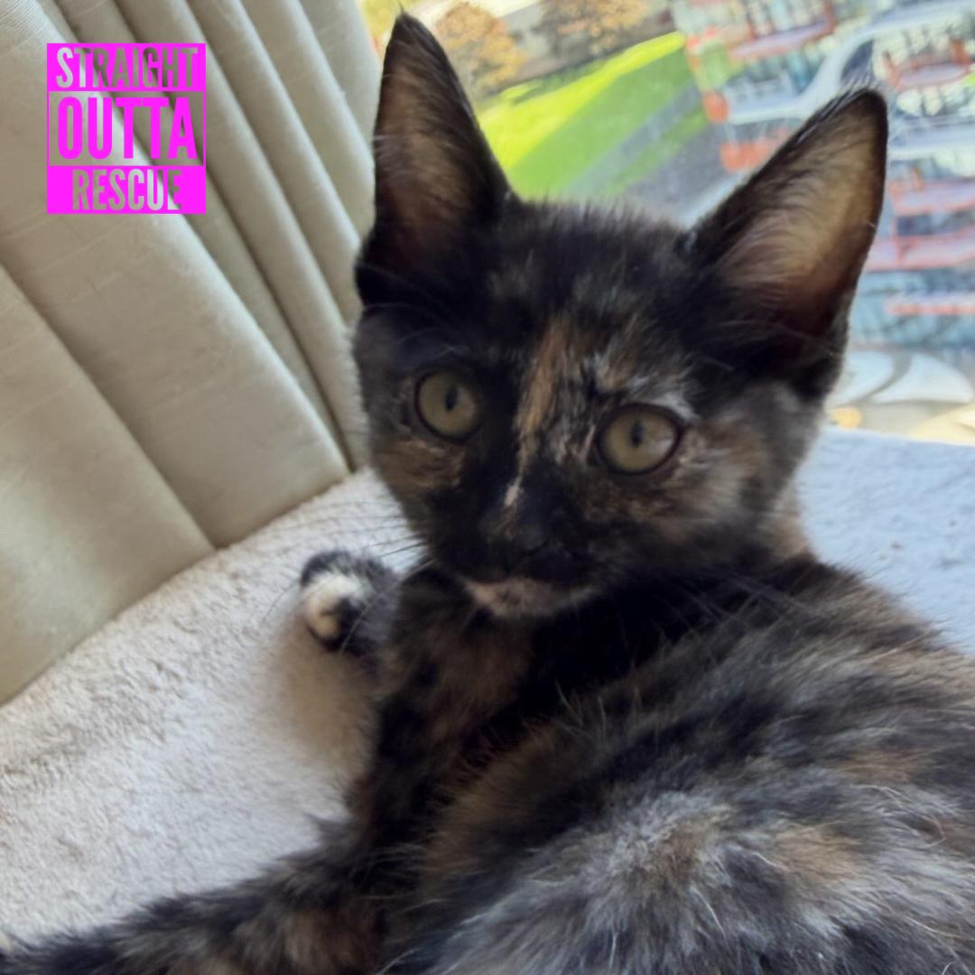 Enlarge Violet, a ADOPTABLE Domestic Short Hair in Vancouver, BC image 2/3