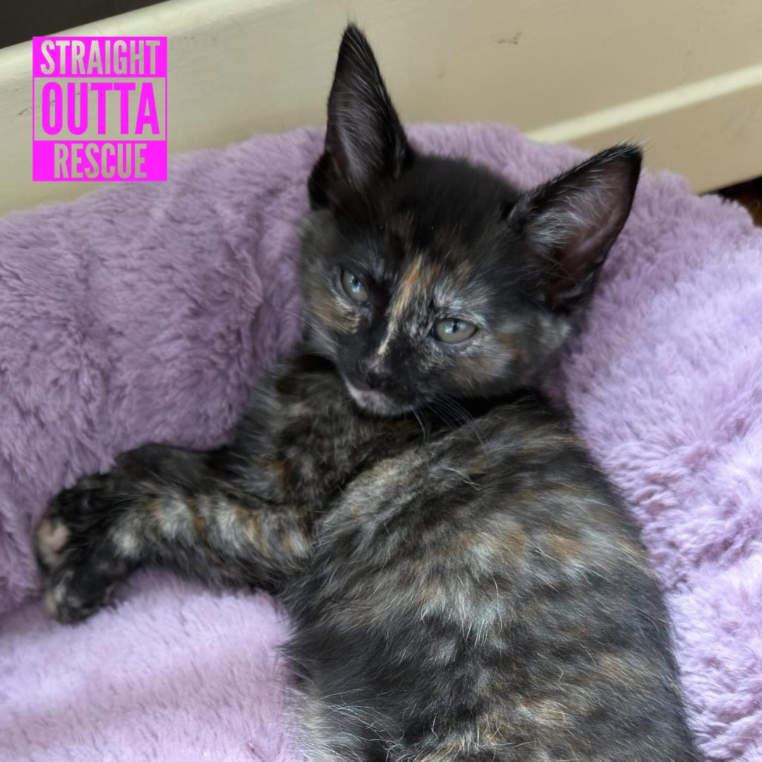 Enlarge Violet, a ADOPTABLE Domestic Short Hair in Vancouver, BC image 3/3