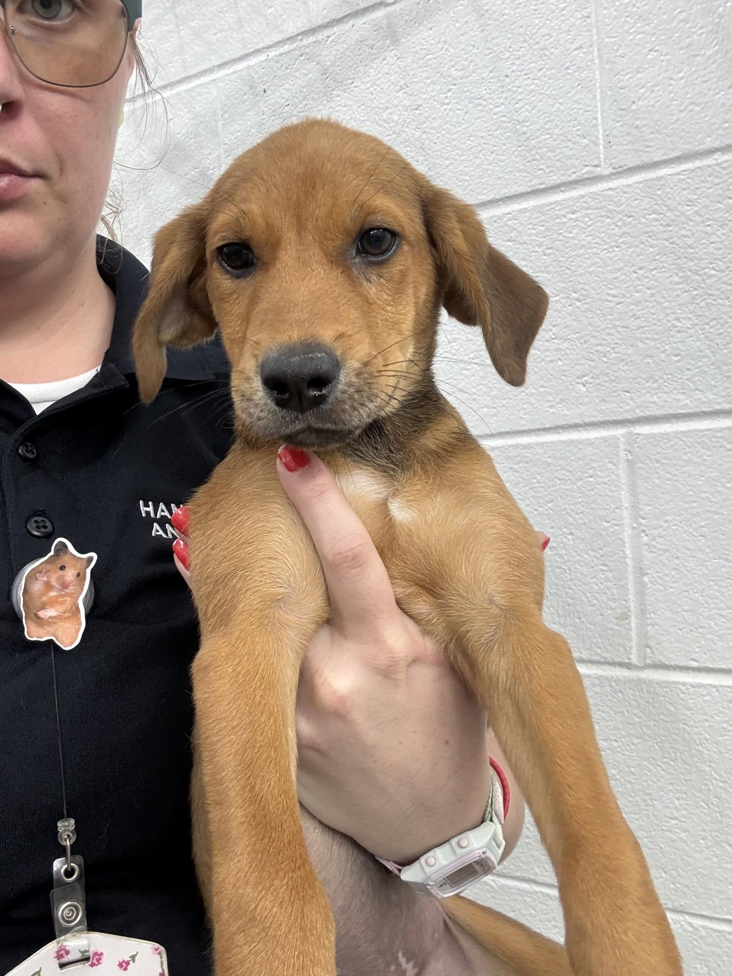 Betty, an adopted mixed breed in Ashland, VA image 3/4