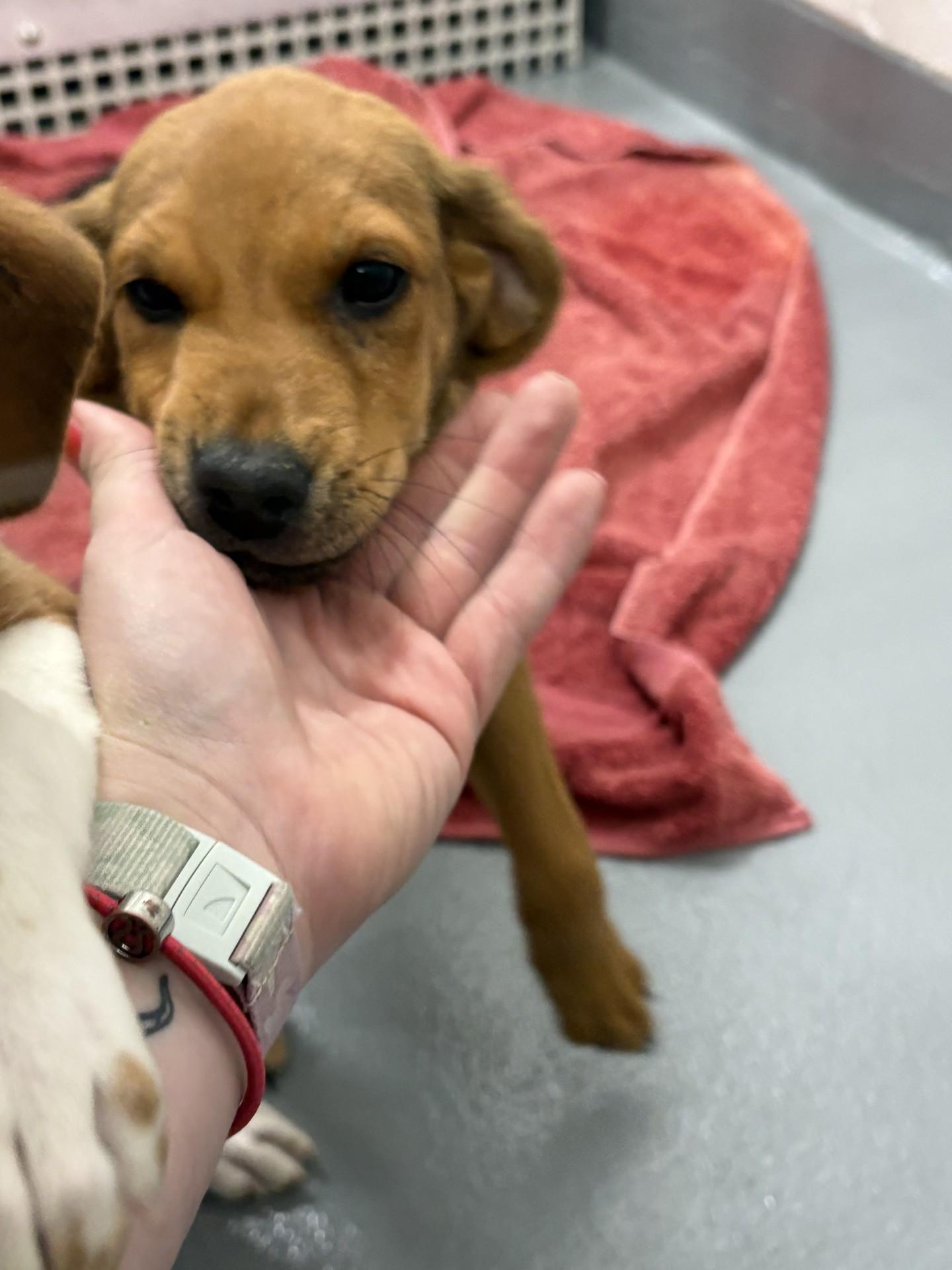 Betty, an adopted mixed breed in Ashland, VA image 2/4