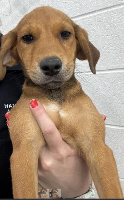 Betty, an adopted mixed breed in Ashland, VA image 1/4