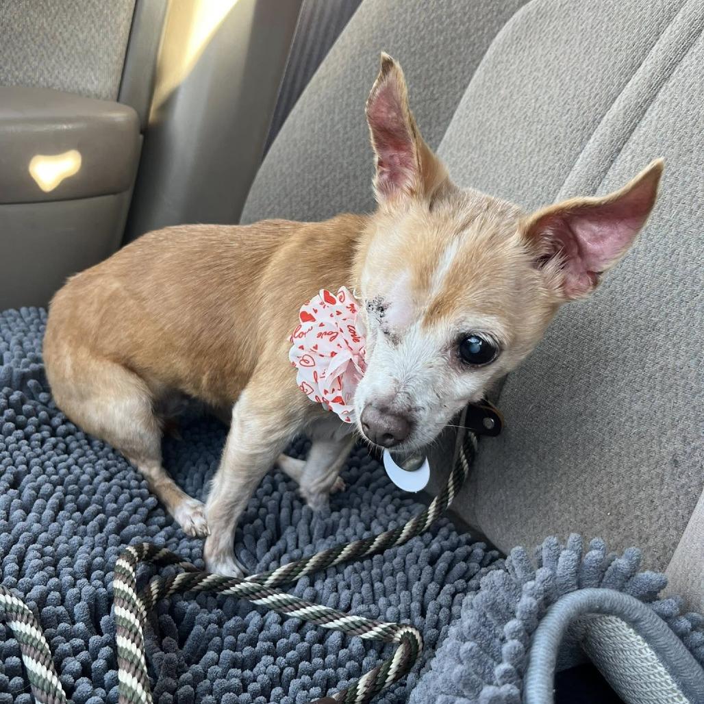 Poppy — thumbnail 4