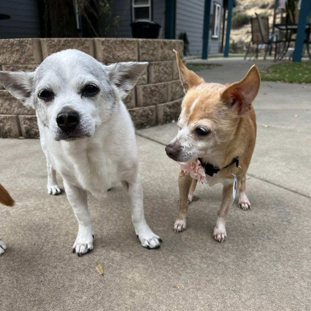 Poppy — thumbnail 6