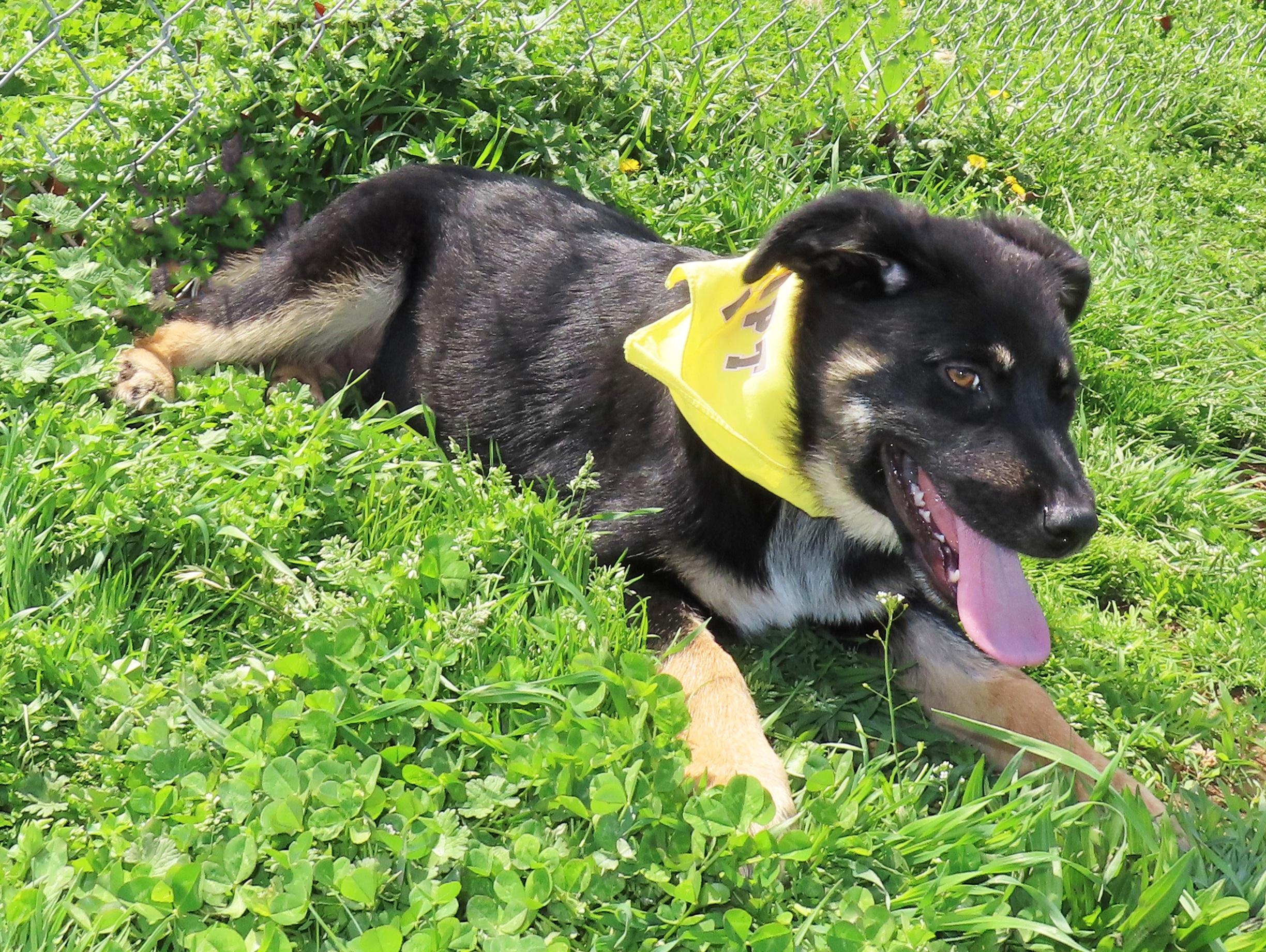 Enlarge Gretel  26C-36B   4-month-old, an adopted mixed breed in Rogers, AR image 2/5