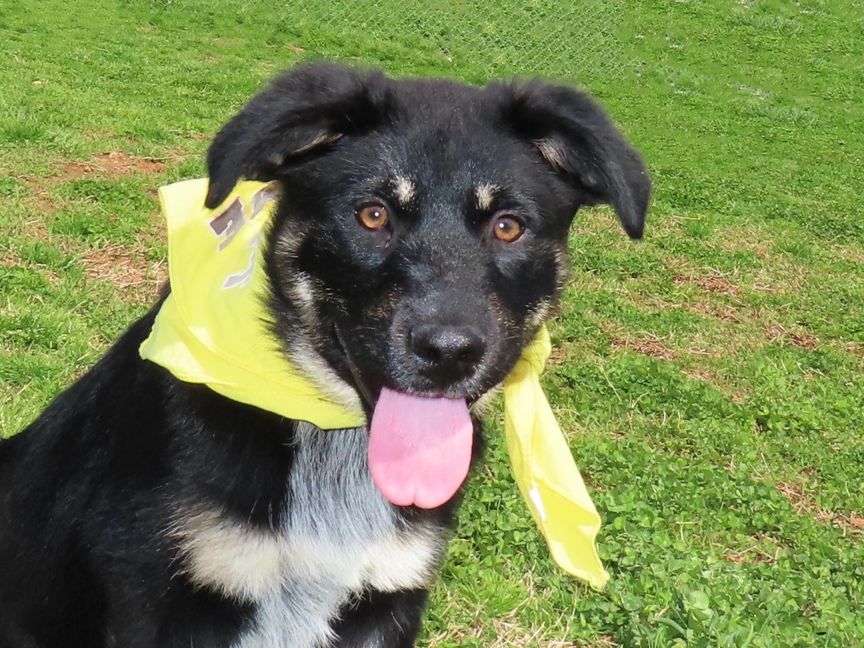 Gretel  26C-36B   4-month-old, adopted, Puppy Female German Shepherd Dog & Australian Shepherd.