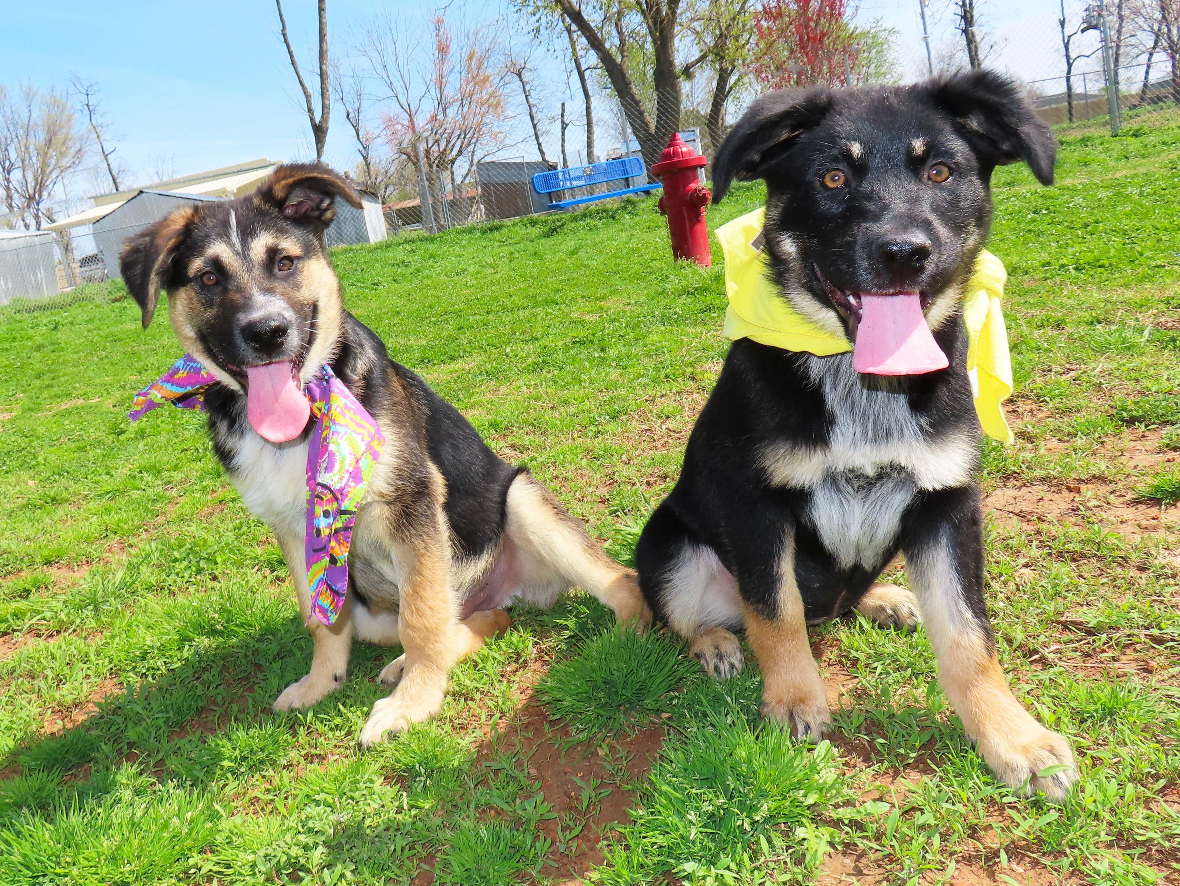 Enlarge Gretel  26C-36B   4-month-old, an adopted mixed breed in Rogers, AR image 5/5
