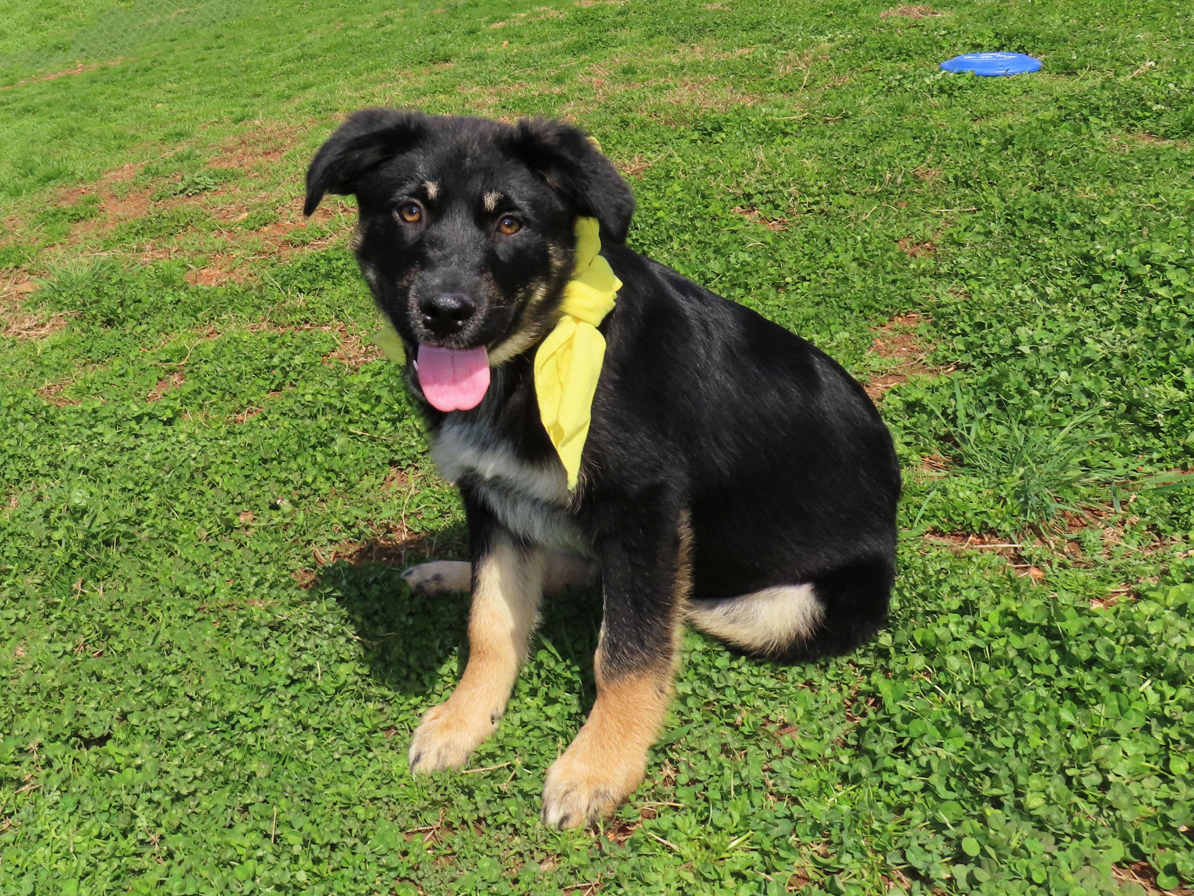 Enlarge Gretel  26C-36B   4-month-old, an adopted mixed breed in Rogers, AR image 4/5