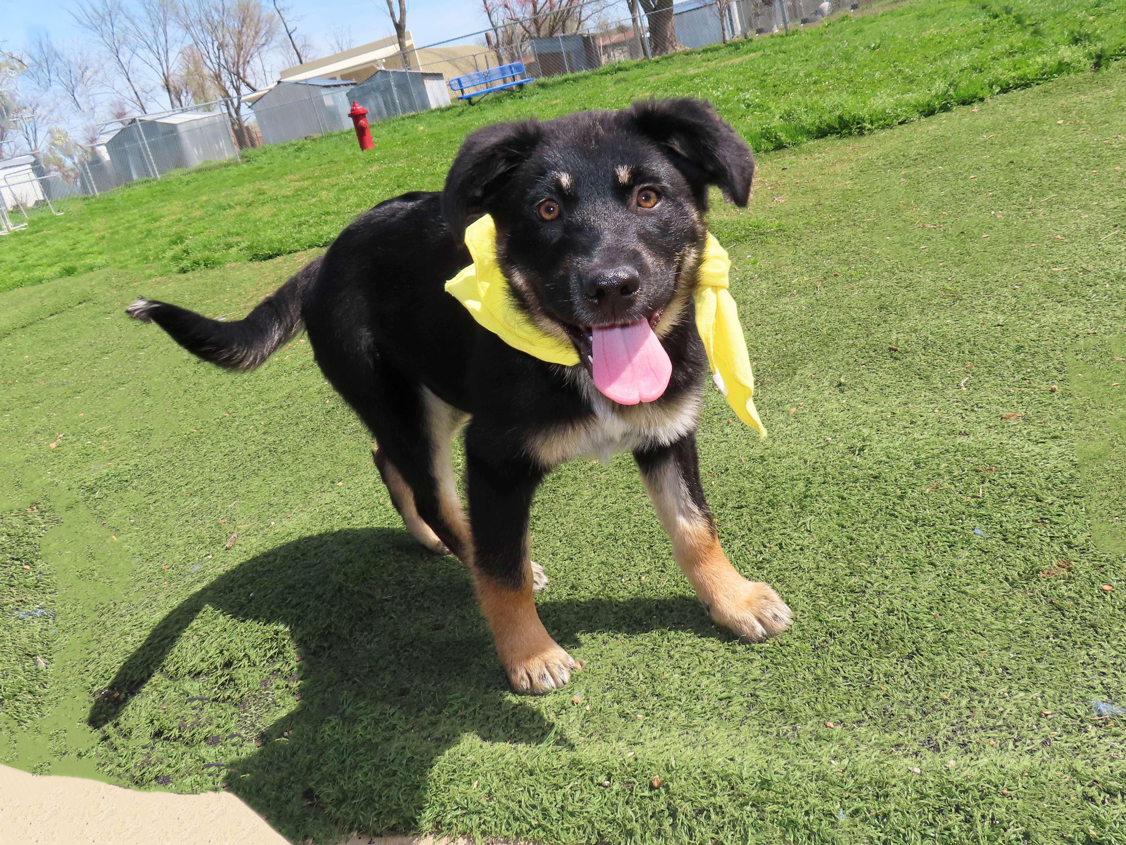 Enlarge Gretel  26C-36B   4-month-old, an adopted mixed breed in Rogers, AR image 3/5