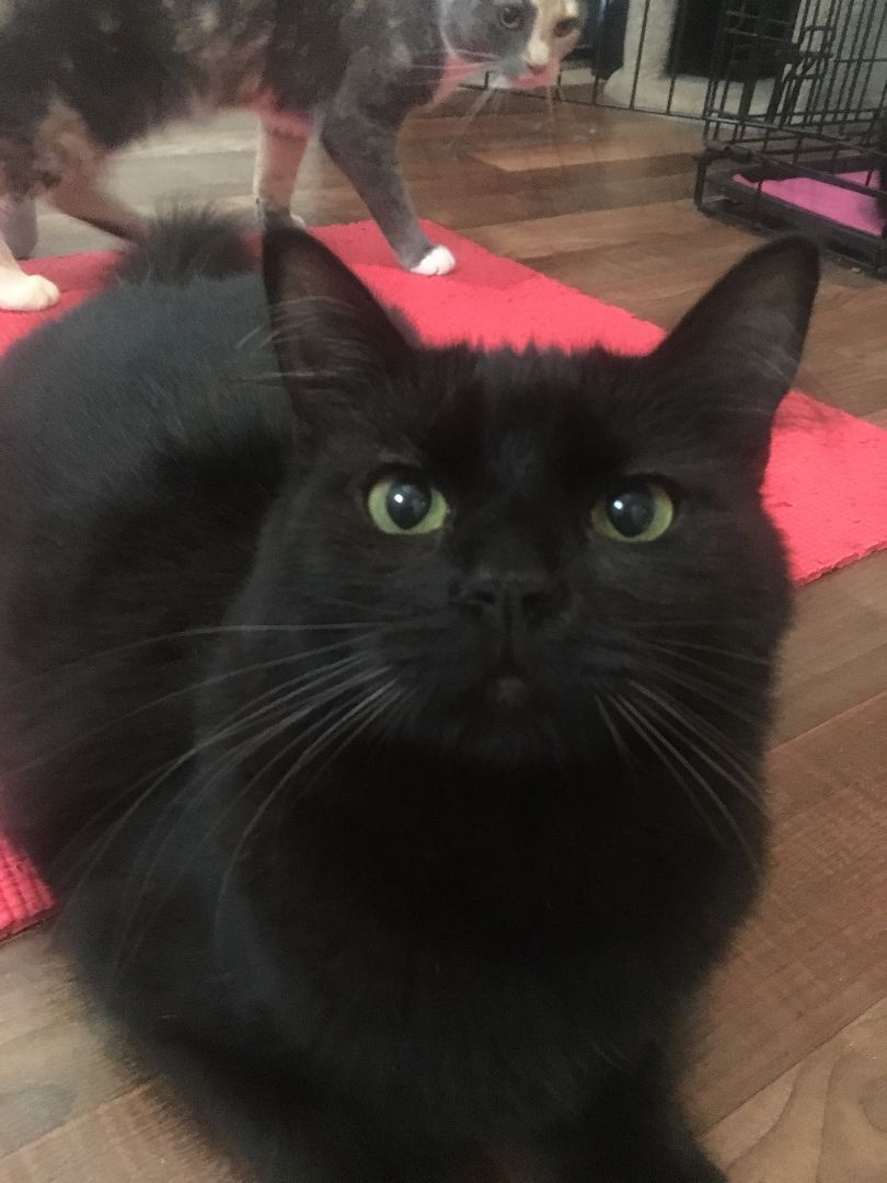 Enlarge Binx, a Adoptable Domestic Medium Hair in Midway City, CA image 1/11