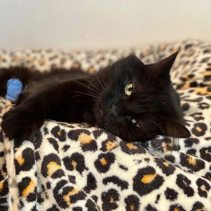 Enlarge Binx, a Adoptable Domestic Medium Hair in Midway City, CA image 2/11