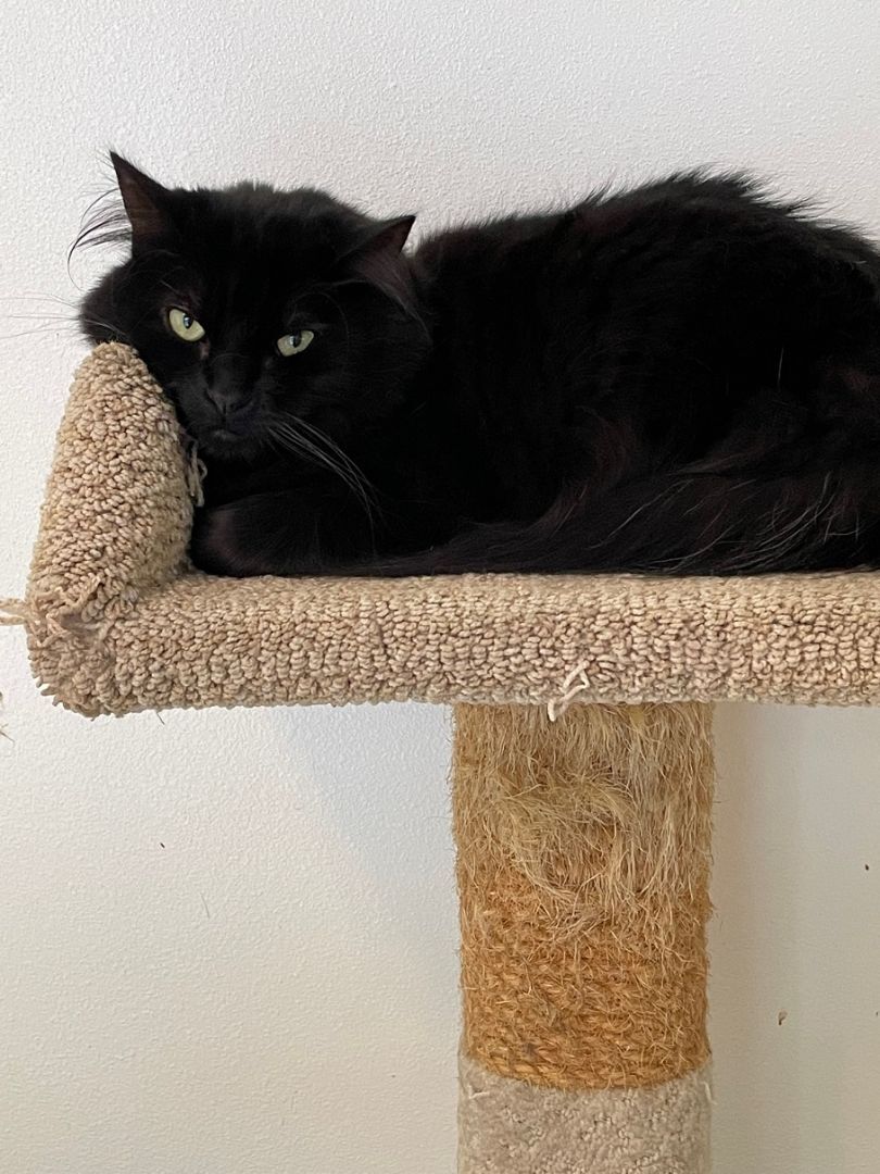 Enlarge Binx, a Adoptable Domestic Medium Hair in Midway City, CA image 3/11
