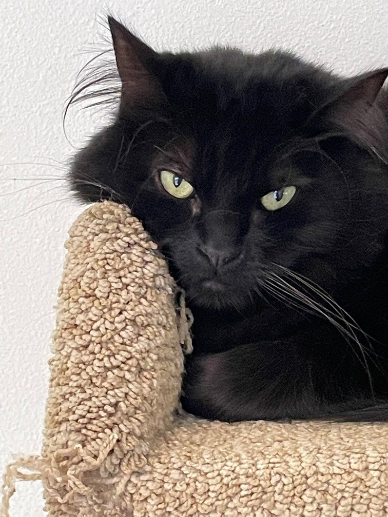 Enlarge Binx, a Adoptable Domestic Medium Hair in Midway City, CA image 4/11