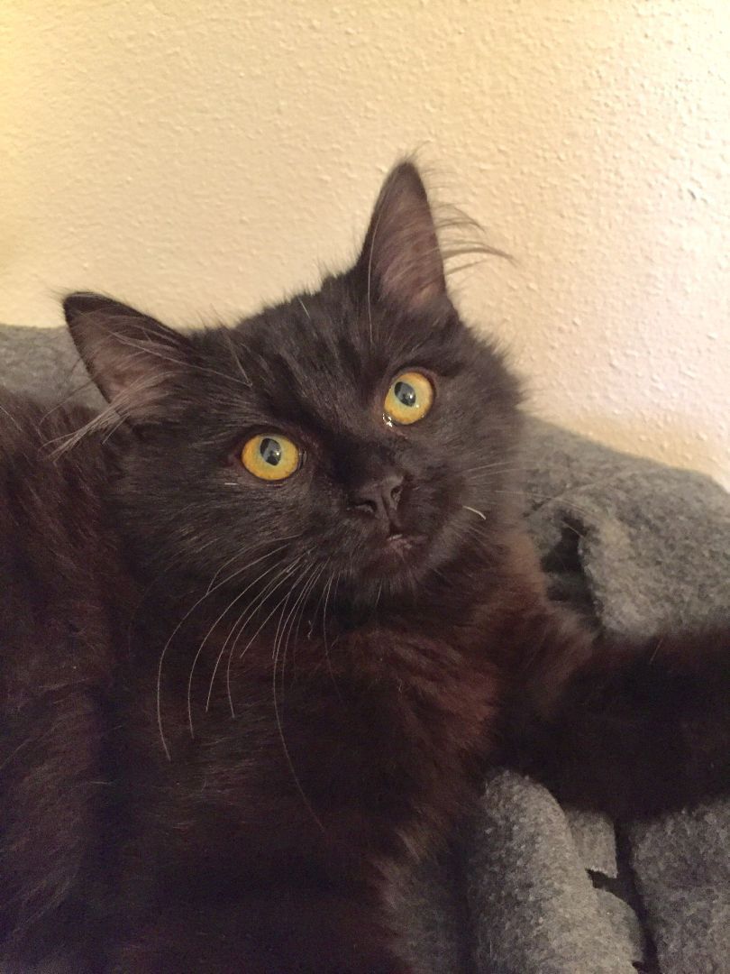 Enlarge Binx, a Adoptable Domestic Medium Hair in Midway City, CA image 5/11