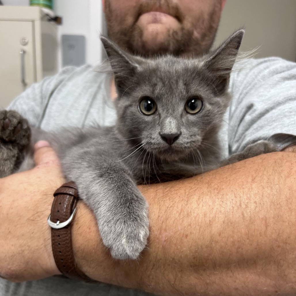 Enlarge Earl Grey, a Adoptable Domestic Medium Hair in Mount Gilead, NC image 1/1