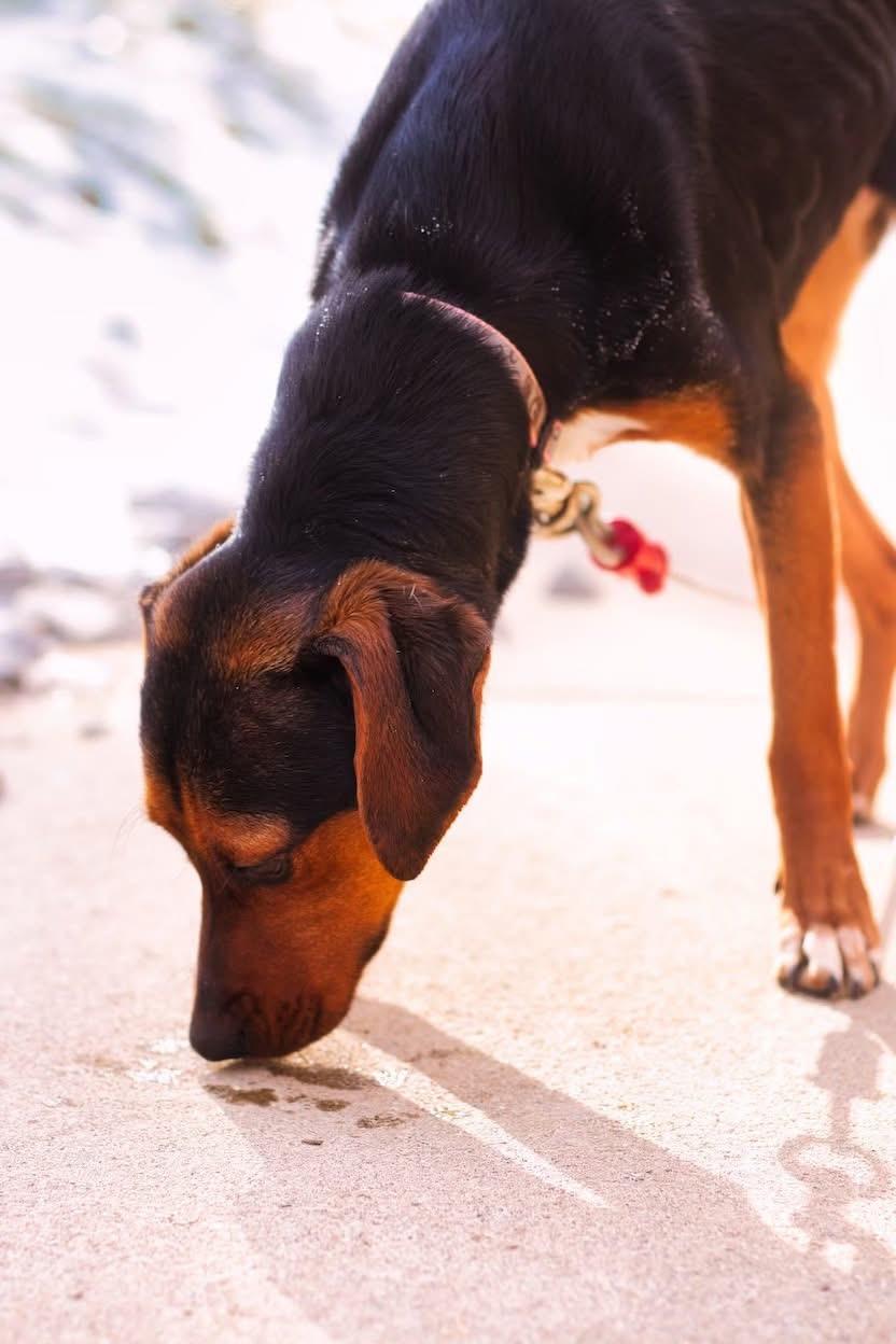 Enlarge Winnie, a ADOPTABLE mixed breed in Grafton, WV image 3/4