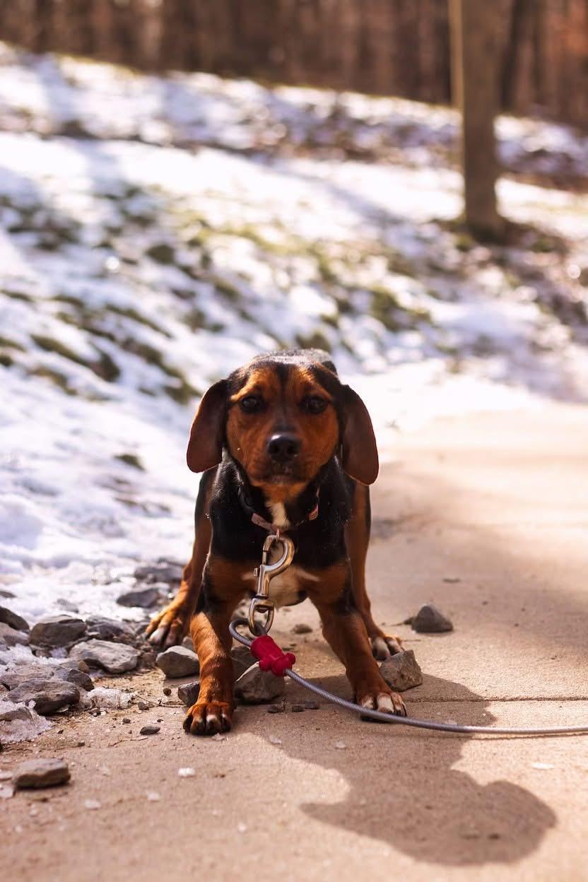 Enlarge Winnie, a ADOPTABLE mixed breed in Grafton, WV image 1/4