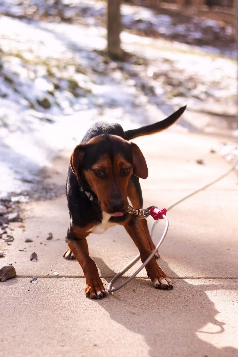 Enlarge Winnie, a ADOPTABLE mixed breed in Grafton, WV image 4/4