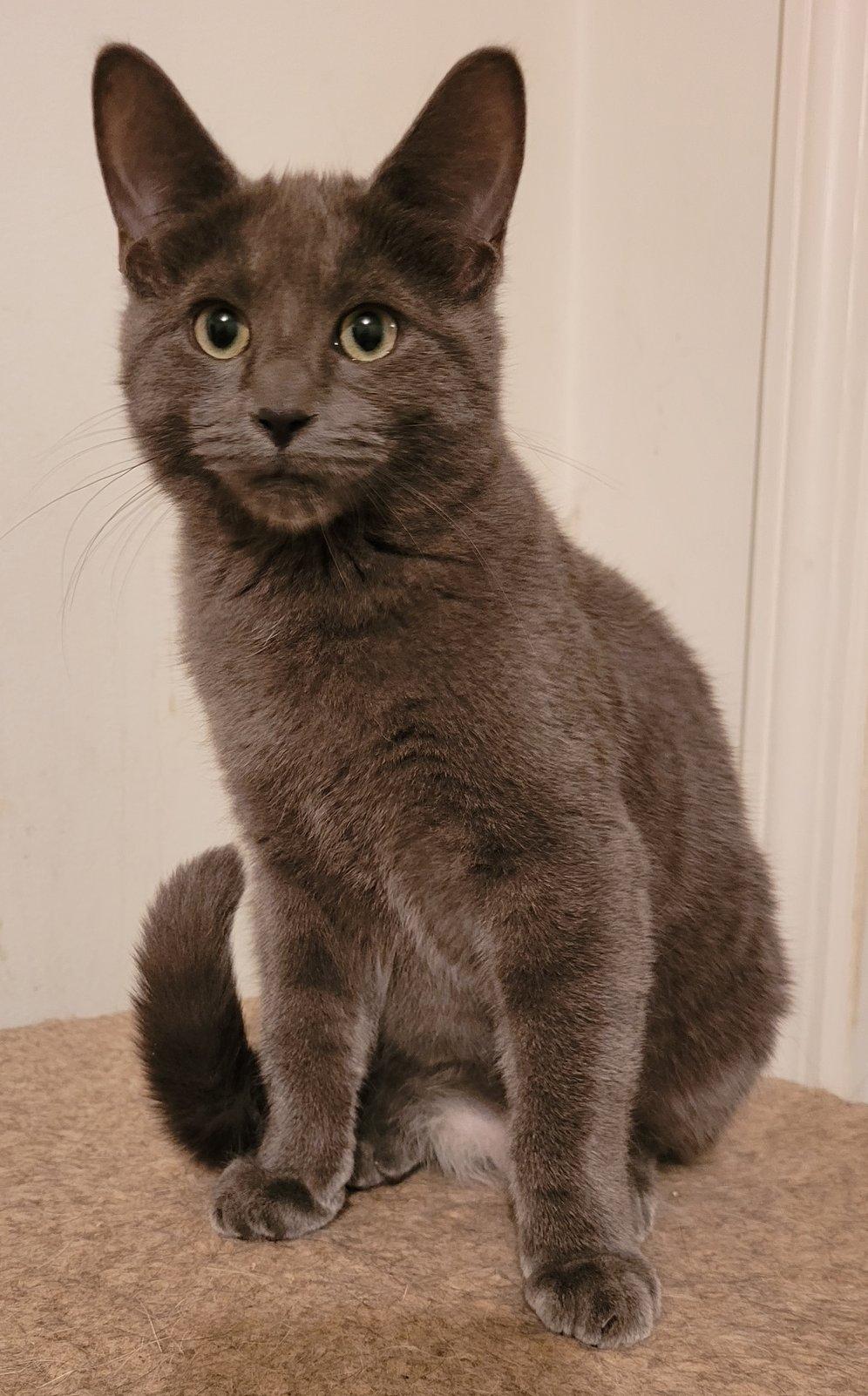 Ozzy, a Adoptable Domestic Short Hair in Ypsilanti, MI image 1/2