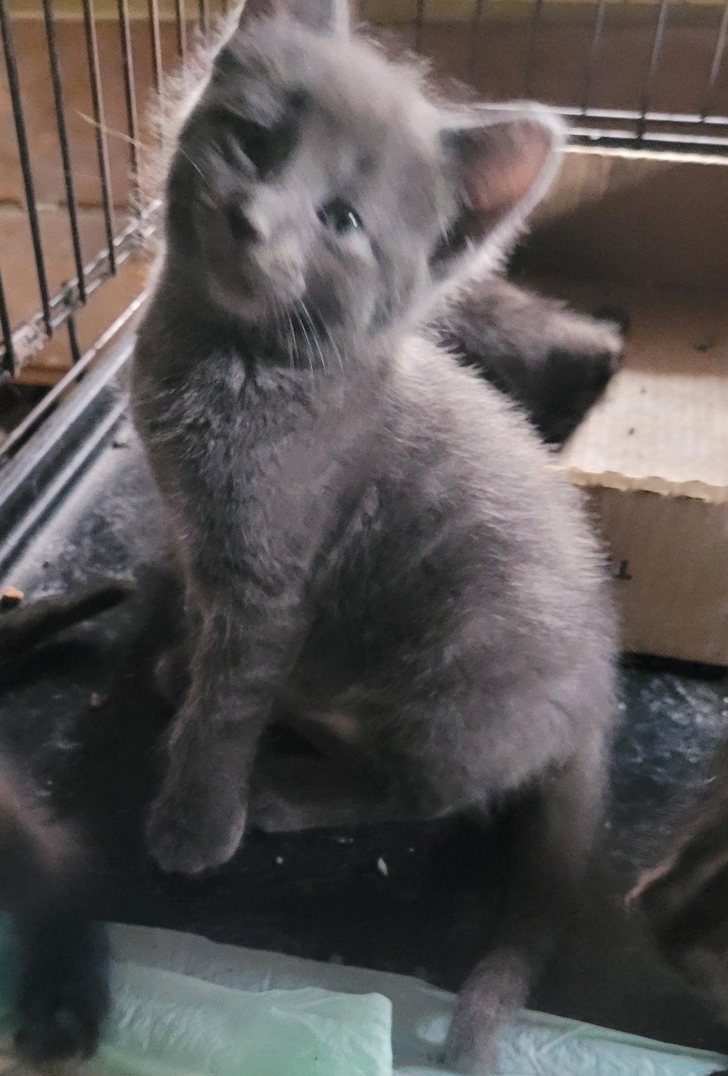 Ozzy, Adoptable, Kitten Male Domestic Short Hair.