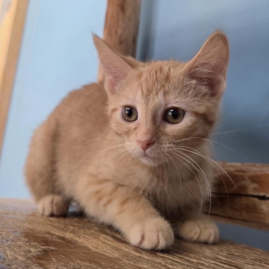 Enlarge Treemo, a ADOPTABLE mixed breed in Park Rapids, MN image 1/1