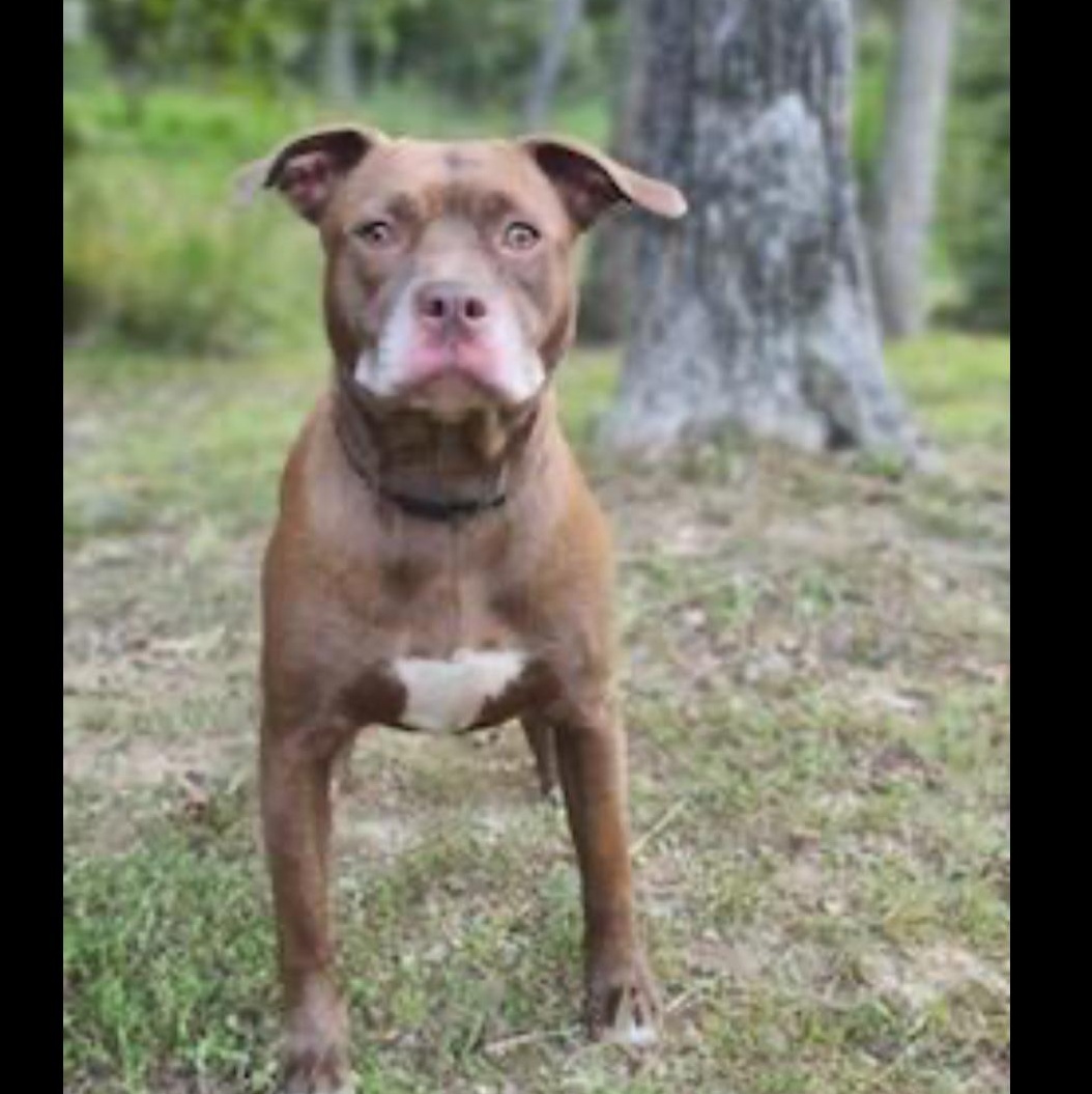 Enlarge Brook, a Adoptable mixed breed in CUMMING, GA image 3/3